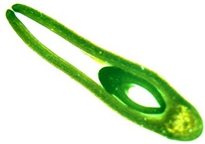pervillei